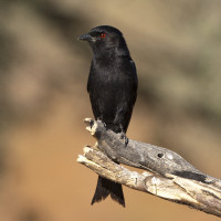 Fork-tailed Drongo